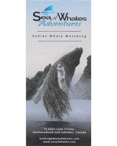 Sea of Whales Adventures 2024